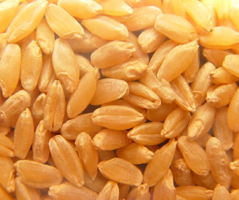 KIZILTAN 91 (Makarnalık Buğday)